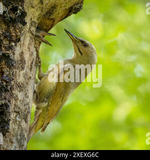 Pic à tête grise, Picus Canus, femelle, Riserva Naturale, Lago di Doberdo, Nord-est de l'Italie Banque D'Images