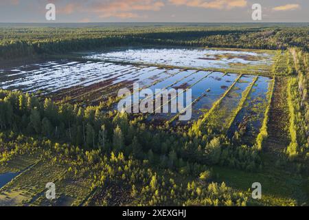 Marais estonien Viru en été, vue photo depuis un drone. Banque D'Images