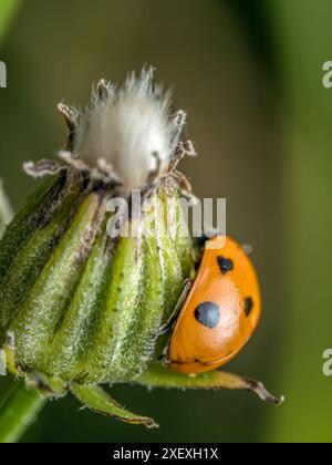 Gros plan de Ladybird grimpant un bourgeon de fleur de jardin Banque D'Images