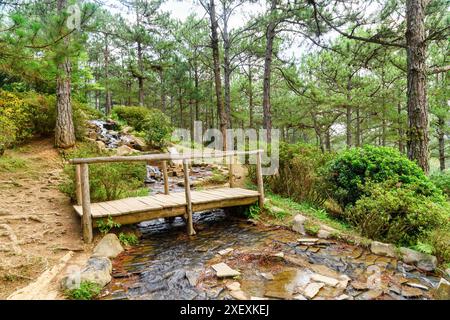 Pont en bois au-dessus de la petite source dans les bois Banque D'Images