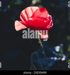 Image couleur d'un coquelicot sauvage Banque D'Images