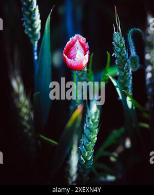Image couleur d'un coquelicot sauvage Banque D'Images
