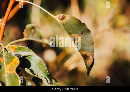 Maladie des poiriers en automne. Endommager l'arbre fruitier. Feuille malade d'infection fongique Gymnosporangium sabinae. Tache de rouille sur les feuilles.le concept de Banque D'Images