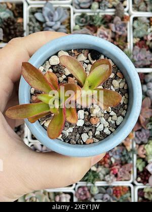 Feu de camp Crassula capitella. Rosette de fleur de plante succulente sur fond de verdure de fleur florale, vue de dessus Banque D'Images
