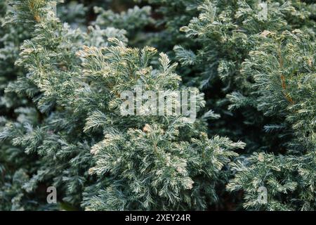 Aiguilles bleues vert blanchâtre vif de Juniperus squamata. genévrier de l'Himalaya pour décorer le jardin. Concept de nature intéressant pour la conception de fond Banque D'Images