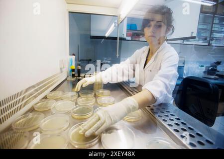 Hottes à flux laminaire. Laboratoire de microbiologie. Analyse microbiologique des aliments. AZTI-Tecnalia. Centre technologique spécialisé en Rese Marine et alimentaire Banque D'Images