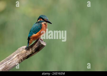 Kingfisher Alcedo atthis, mâle grand bec noir, dos bleu électrique, ailes bleues et tête orange dessous et joues blanc gorge et côtés du cou Banque D'Images