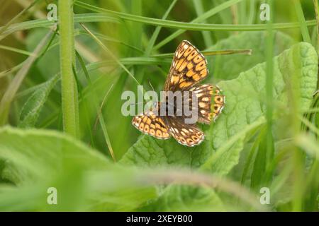 Duc de Bourgogne papillon au repos sur une feuille en herbe longue. Buckinghamshire, Angleterre, Royaume-Uni. Banque D'Images