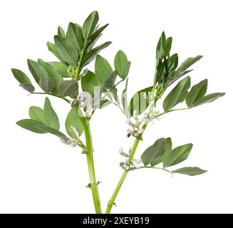 Buisson vert de fèves de fava avec des fleurs, isolé sur fond blanc. Fèves Banque D'Images