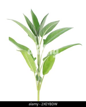 Brindille de sauge fraîche isolée sur fond blanc. Feuilles de Salvia Officinalis. Herbe médicinale et culinaire. Masque Banque D'Images