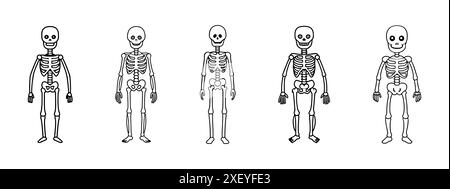 Ensemble de contours noirs de squelettes humains isolés sur un fond blanc. Concept d'Halloween, illustration anatomique, structure osseuse, illustration effrayante. Imprimé, icône, élément de design. Illustration de Vecteur