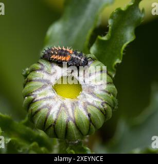 Larves de coccinelle Arlequin Harmonia axyridis sur tête de fleur de Leucanthemum blanc Banque D'Images