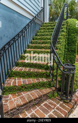 Figue rampante sur escaliers extérieurs, Charleston Caroline du Sud USA Banque D'Images