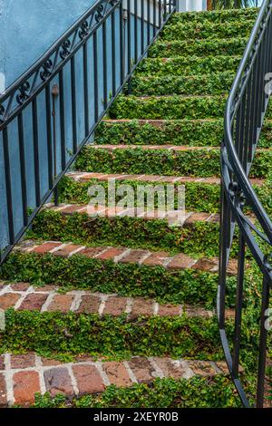 Figue rampante sur escaliers extérieurs, Charleston Caroline du Sud USA Banque D'Images