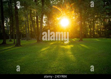 Soleil brille à travers les arbres dans Backyard, Caroline du Sud États-Unis Banque D'Images