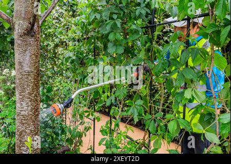 Londres, Royaume-Uni. 30 juin 2024. Le RHS Hampton court Palace Garden Festival 2024. Crédit : Guy Bell/Alamy Live News Banque D'Images