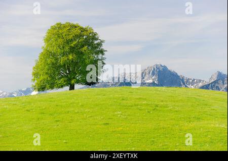 Buche Einzelbaum Eine prächtige Buche steht als Einzelbaum auf einem Hügel *** hêtre unique Un hêtre unique se dresse sur une colline Banque D'Images