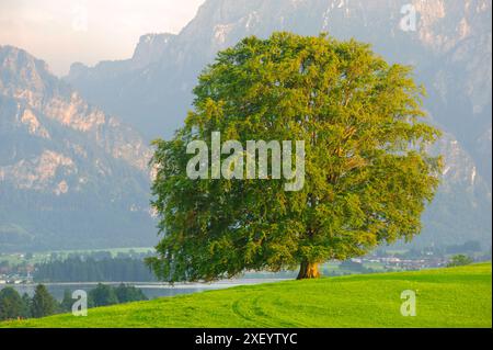 Buche Einzelbaum Eine prächtige Buche steht als Einzelbaum auf einem Hügel *** hêtre unique Un hêtre unique se dresse sur une colline Banque D'Images