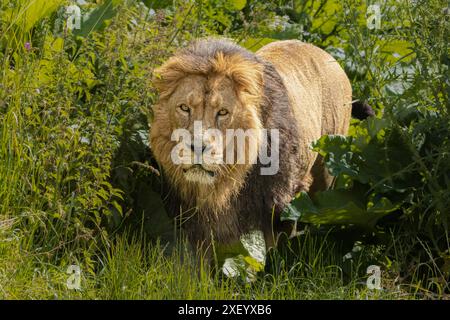 Lion asiatique Banque D'Images