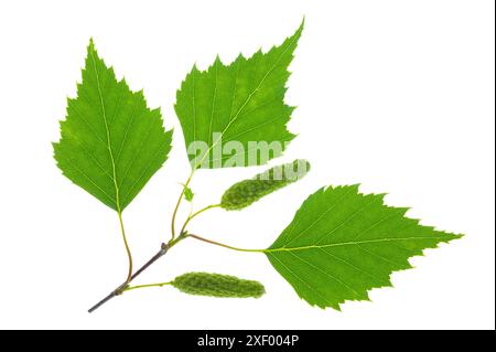 Birkenblatt Blatt von der Birke mit Pollenstand isoliert über weißem Hintergrund *** feuille de bouleau feuille de bouleau avec niveau de pollen isolé sur whi Banque D'Images