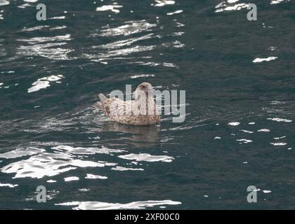 Skua grand (Stercorarius skua), assis sur l'eau, Noss NNR, Shetland. Banque D'Images