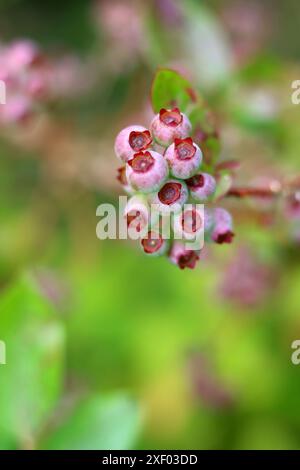 Macro shot de baies de myrtille avec des feuilles vertes en arrière-plan Banque D'Images