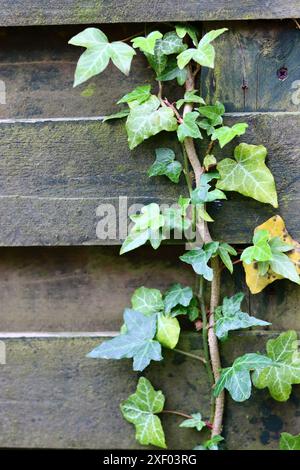 Lierre vert grimpant sur un vieux mur en bois, détail d'une plante Banque D'Images