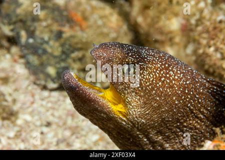 Mozambique, Inhambane, Tofo, Yellowmouth Moray, (Gymnothorax nudivomer) Banque D'Images