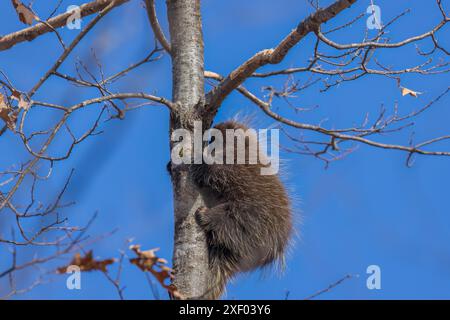 Porcupine un après-midi de mars dans le nord du Wisconsin. Banque D'Images