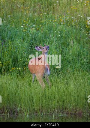 Buck à queue blanche lors d'une soirée de juin dans le nord du Wisconsin. Banque D'Images