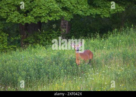 Buck à queue blanche lors d'une soirée de juin dans le nord du Wisconsin. Banque D'Images