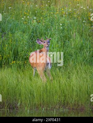 Buck à queue blanche lors d'une soirée de juin dans le nord du Wisconsin. Banque D'Images