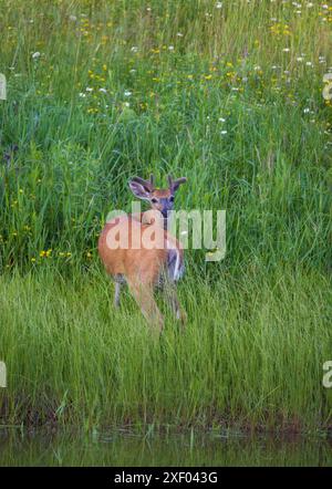 Buck à queue blanche lors d'une soirée de juin dans le nord du Wisconsin. Banque D'Images