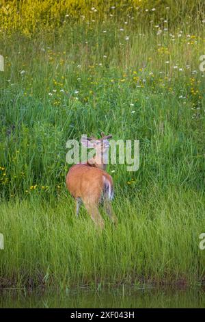 Buck à queue blanche lors d'une soirée de juin dans le nord du Wisconsin. Banque D'Images