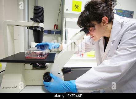 Salle de culture cellulaire, observation des cultures cellulaires au microscope inversé, laboratoire de biotechnologie, zone de santé, Parc technologique d'Alava, technologie C. Banque D'Images