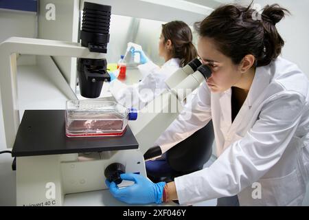 Salle de culture cellulaire, observation des cultures cellulaires au microscope inversé, laboratoire de biotechnologie, zone de santé, Parc technologique d'Alava, technologie C. Banque D'Images
