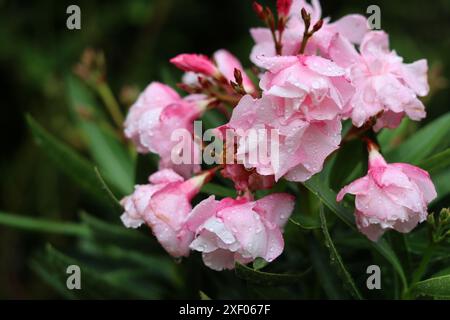 Fleurs de laurier rose avec des gouttes de pluie sur les pétales. Gros plan photo de belle plante de jardin. Banque D'Images