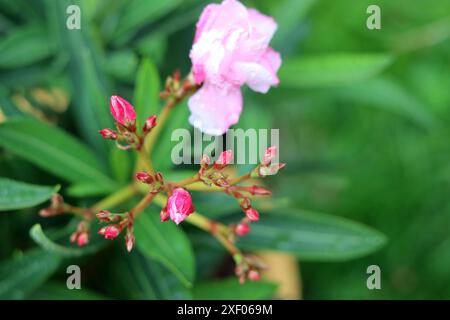 Fleurs de laurier rose avec des gouttes de pluie sur les pétales. Gros plan photo de belle plante de jardin. Banque D'Images