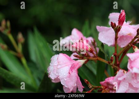 Fleurs de laurier rose avec des gouttes de pluie sur les pétales. Gros plan photo de belle plante de jardin. Banque D'Images