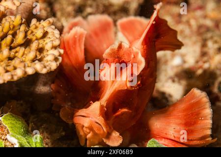 Mozambique, Inhambane, Tofo, Scorpionfish mauricien (Rhinopias eschmeyeri) Banque D'Images