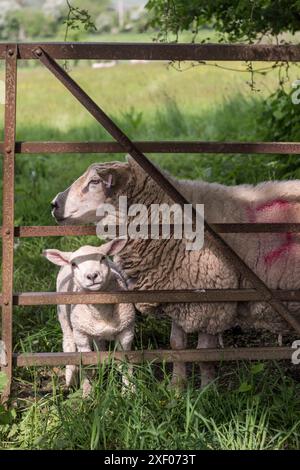 Une brebis et son agneau au début de l'été dans la campagne du Herefordshire (Royaume-Uni) Banque D'Images