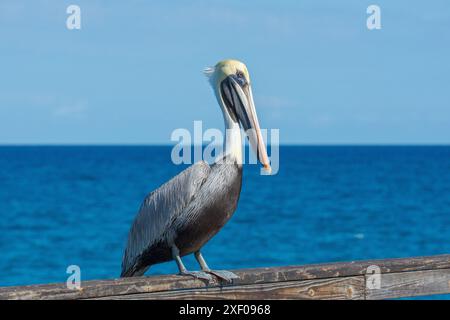 Pelican perché sur la balustrade de la jetée Banque D'Images
