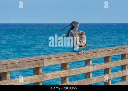 Pelican perché sur la balustrade de la jetée mangeant un poisson Banque D'Images