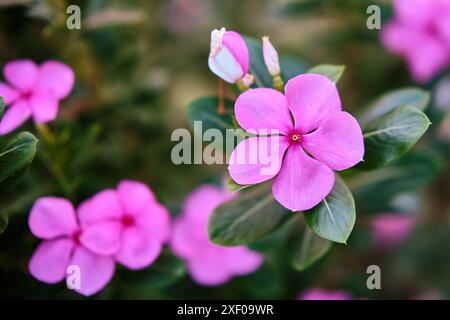 Catharanthus roseus Banque D'Images