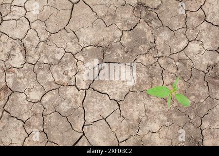 Étés chauds secs secs, sol fissuré, sol sur le terrain avec peu de plante verte, vue de dessus Banque D'Images