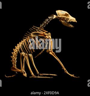 Squelette d'un chien, dont la race n'existe plus, mais qu'on pense être proche du Kerry Blue Terrier. Récupéré de l'épave du Mary Rose et reconstruit pour être exposé au Mary Rose Museum Banque D'Images