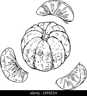 Orange pelée, mandarine avec tranches individuelles. Le dessin au trait est une illustration simple dessinée à la main à l'encre noire et blanche. Ensemble de vecteur d'objets isolés Illustration de Vecteur