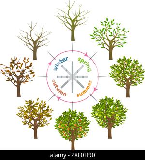 Cycle annuel de l'arbre fruitier Illustration de Vecteur