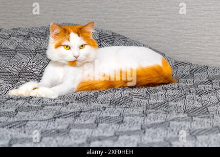 chat blanc avec des taches rouges se trouve sur le lit. Photo de haute qualité Banque D'Images