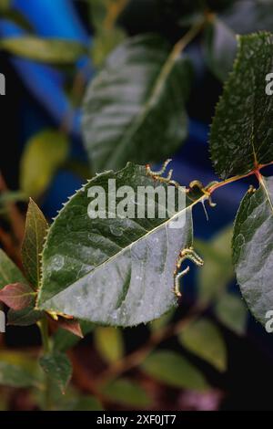 Gros plan photo de nombreuses larves de mouche-scie mangeant les bords des feuilles de rose. Jour, été. Banque D'Images